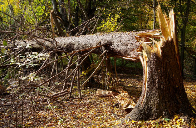 cracked tree trunk, fallen tree ny